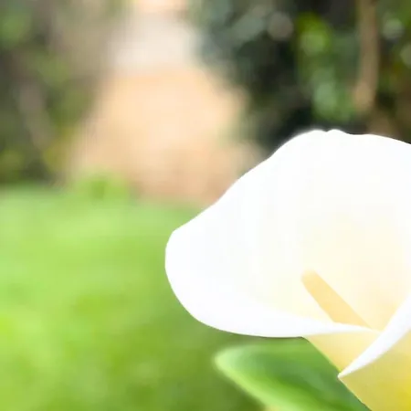 Vela House & Garden Center Olbia