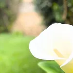 Vela House & Garden Center 올비아
