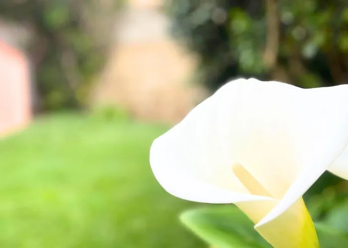 Vela House & Garden Center Olbia